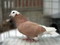 Permian High-flying Mottled Pigeon
